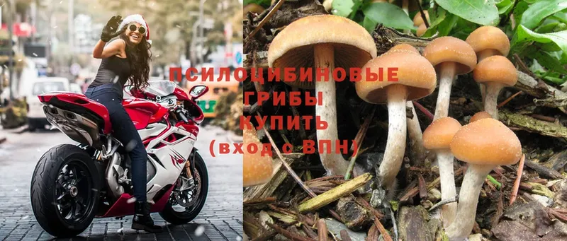 Галлюциногенные грибы Psilocybine cubensis  Красноперекопск 